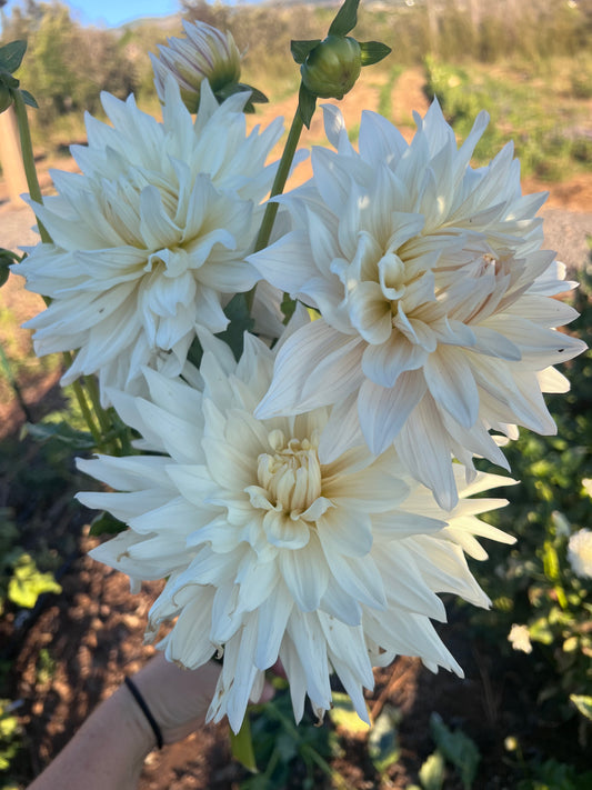 DAHLIA ROQUE STARBURST