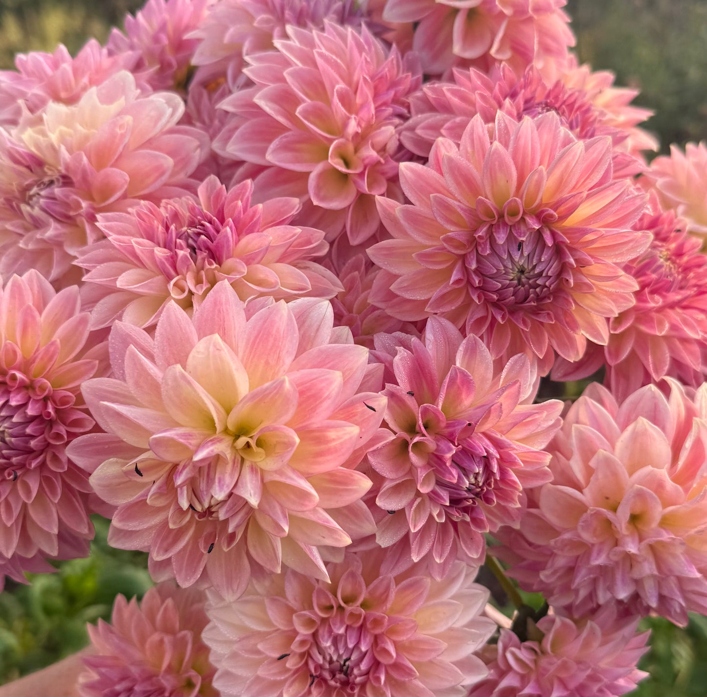 DAHLIA BLOOMQUIST ALAN