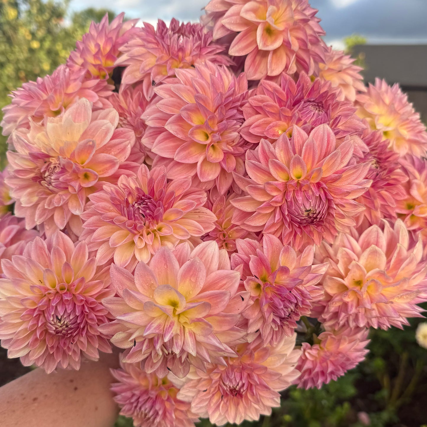 DAHLIA BLOOMQUIST ALAN