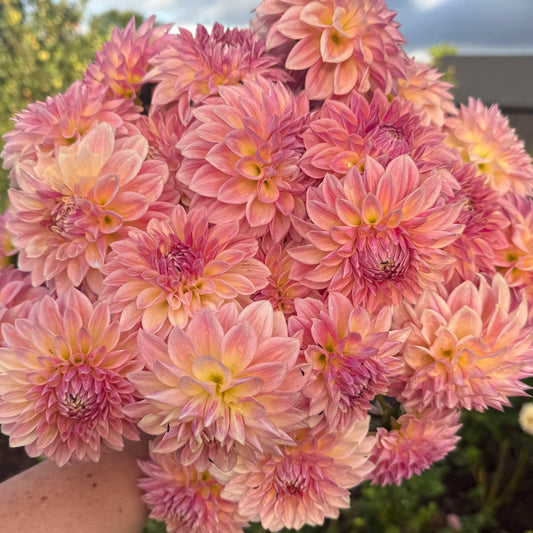 DAHLIA BLOOMQUIST ALAN