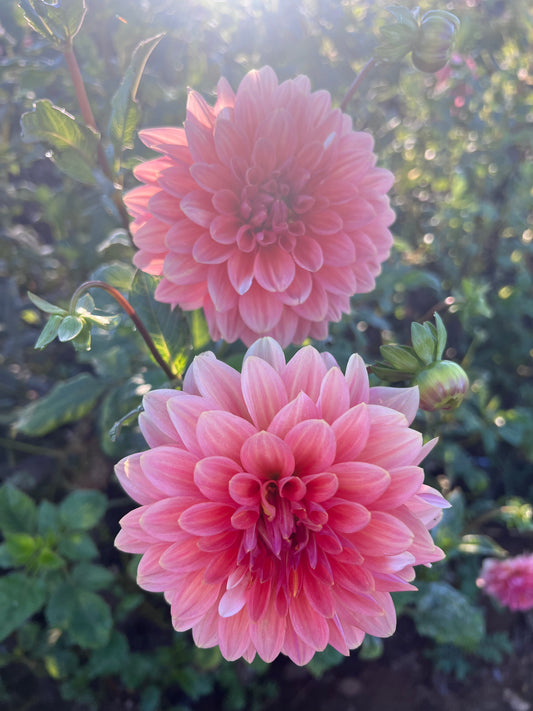 DAHLIA MYSTERY PEACH