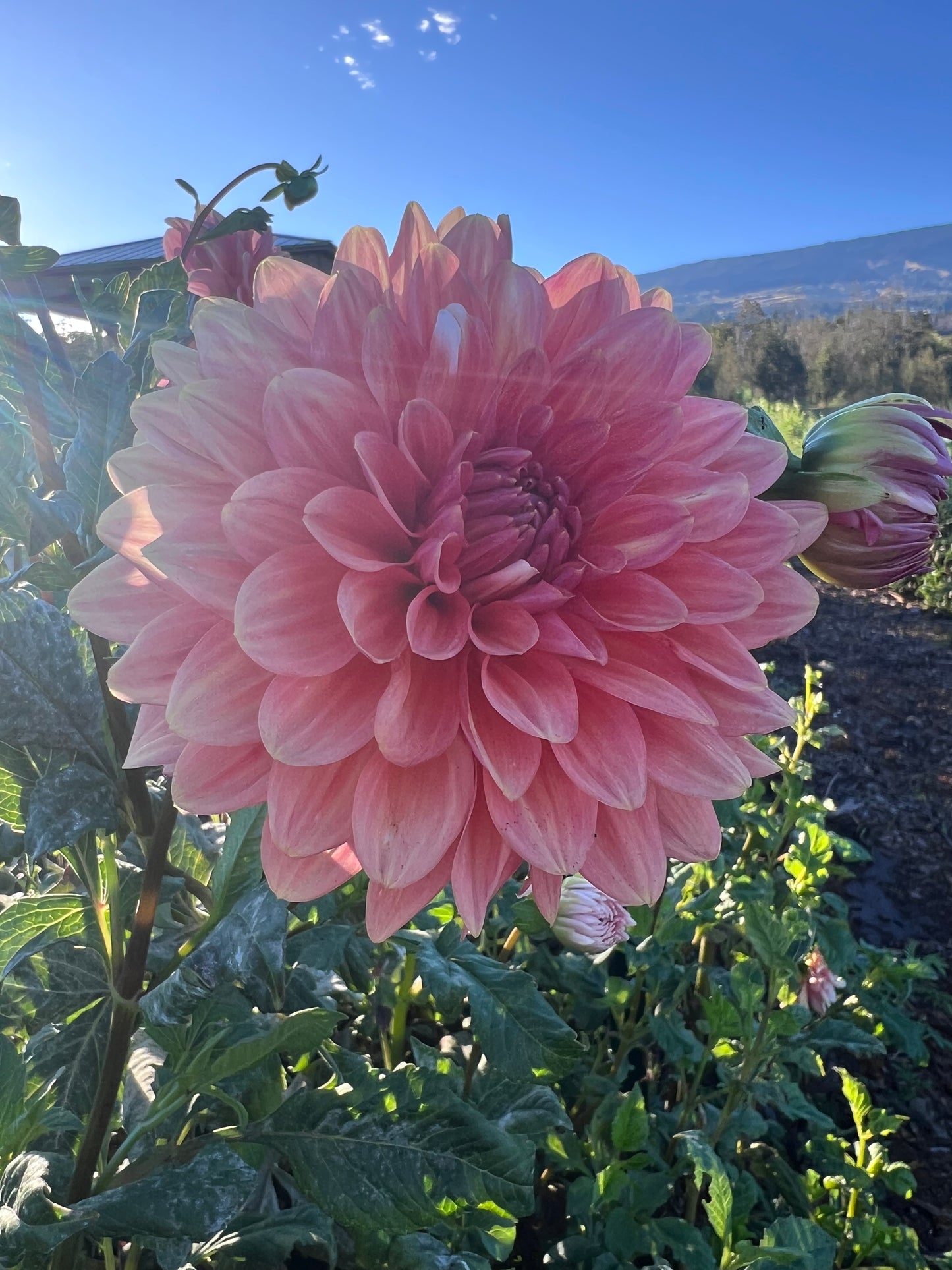 DAHLIA MYSTERY PEACH