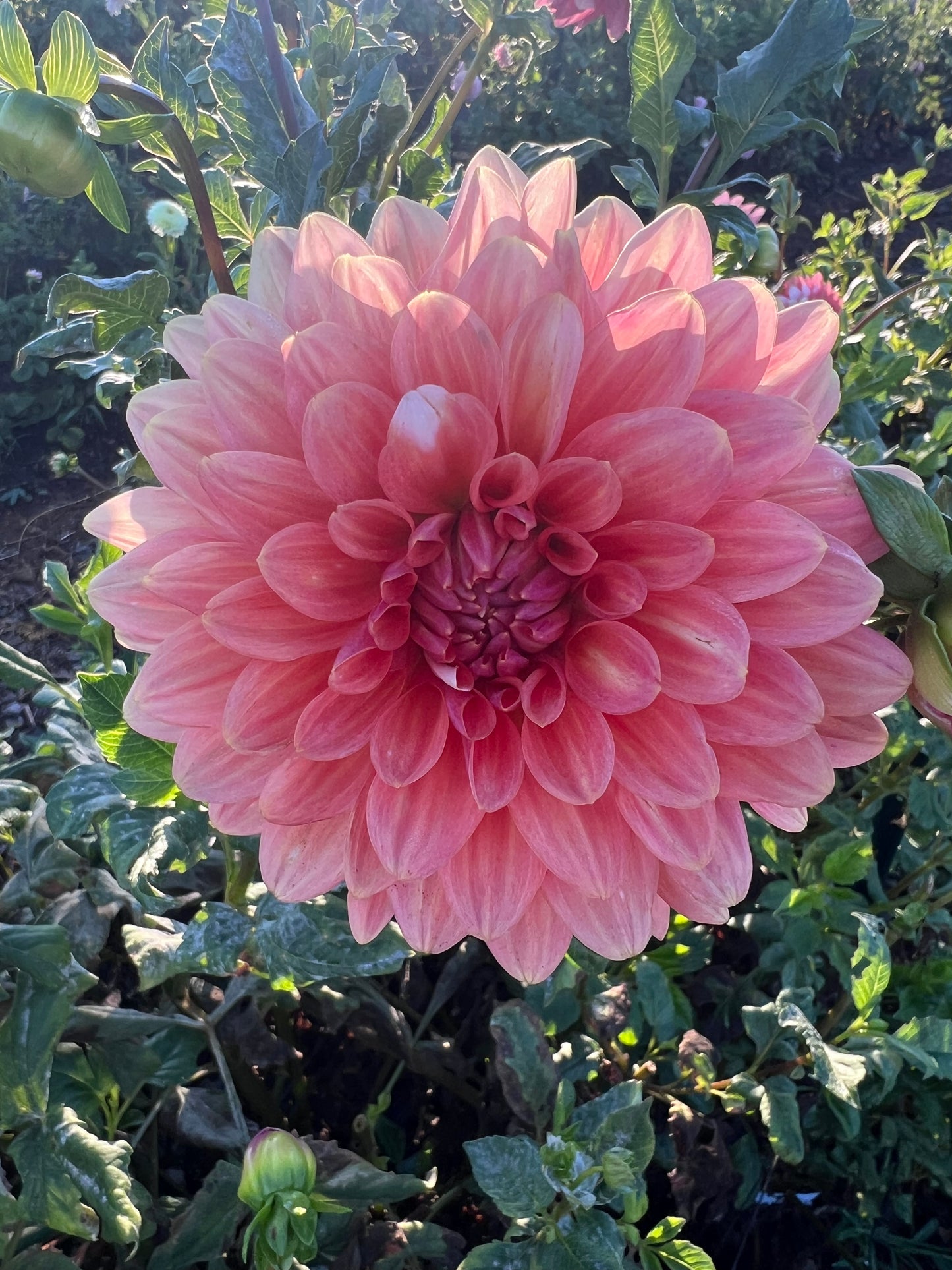 DAHLIA MYSTERY PEACH