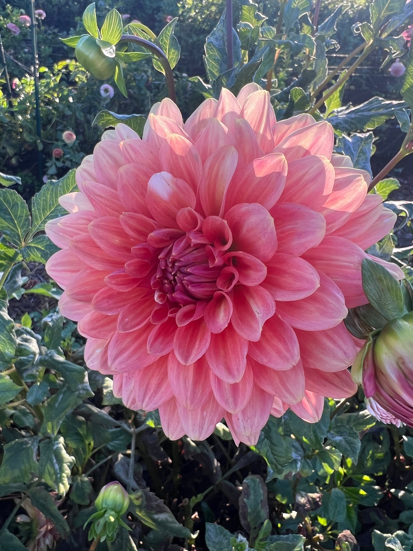 DAHLIA MYSTERY PEACH