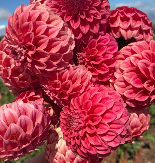 DAHLIA SYLVIA CRAIG HUNTER