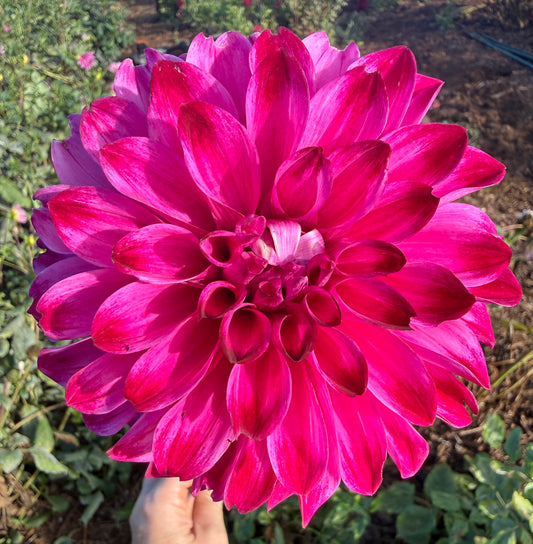 DAHLIA BQ VIVIAN