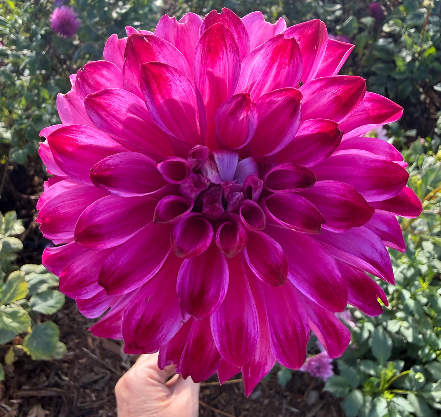 DAHLIA BQ VIVIAN