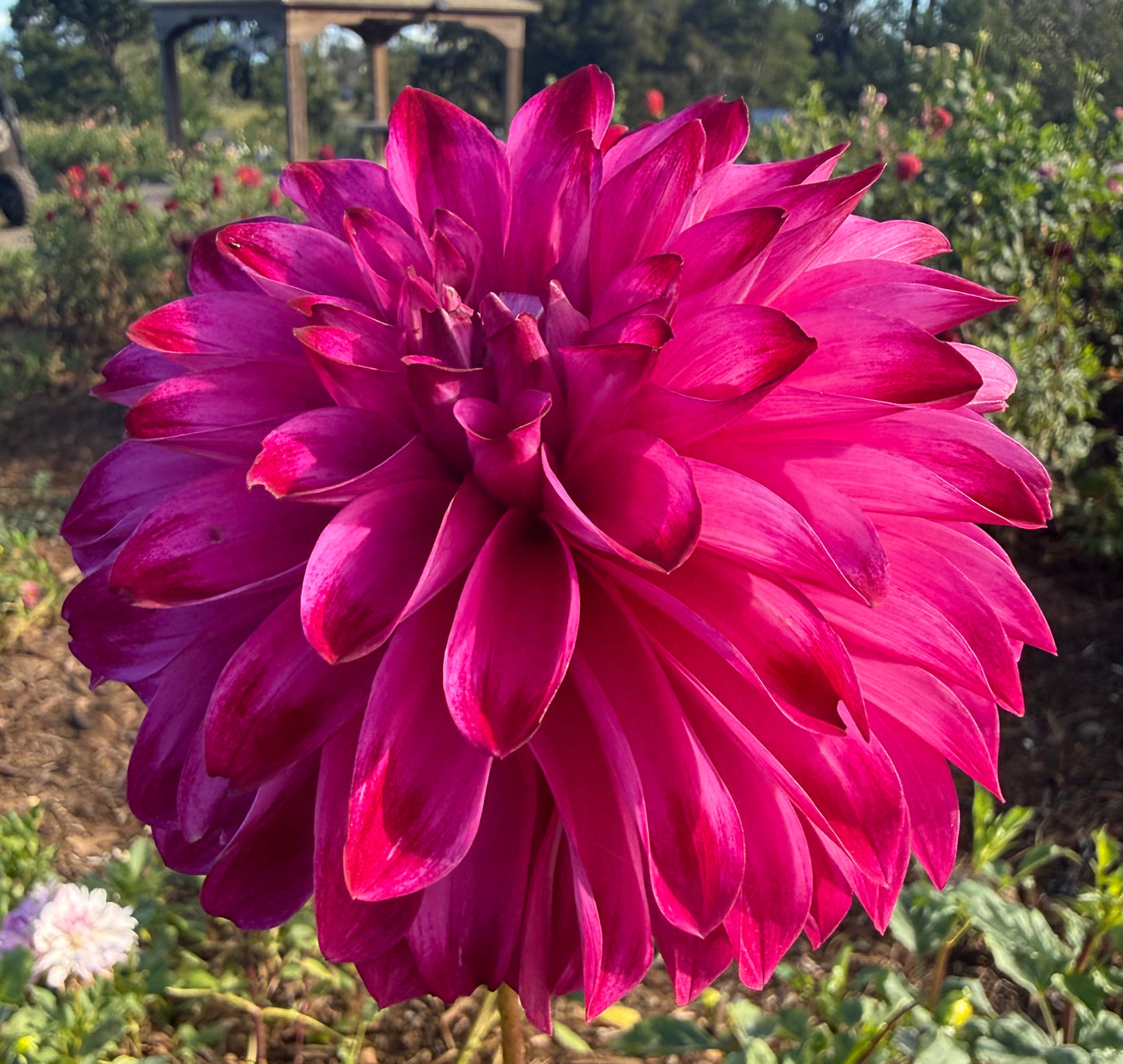 DAHLIA BQ VIVIAN