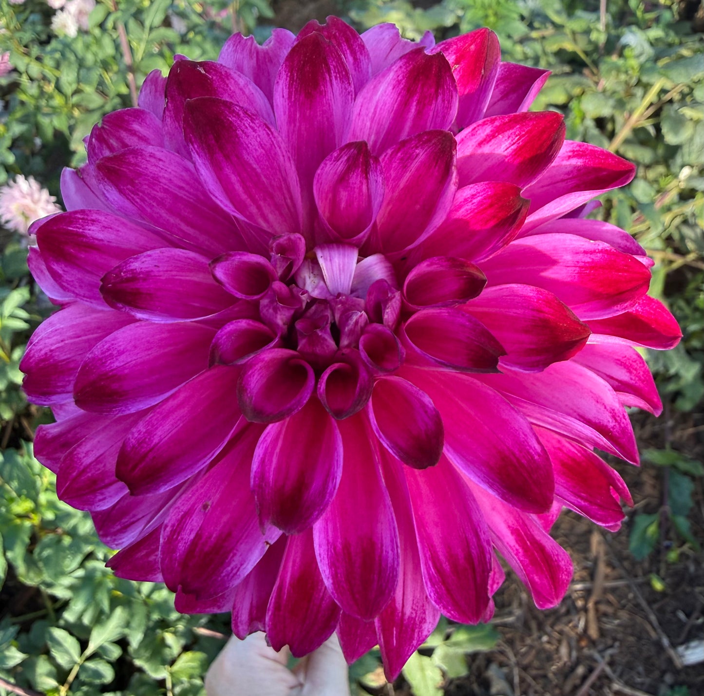 DAHLIA BQ VIVIAN