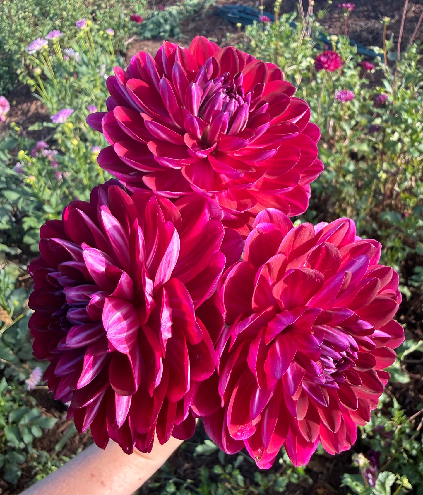 DAHLIA SANDIA BERTHA