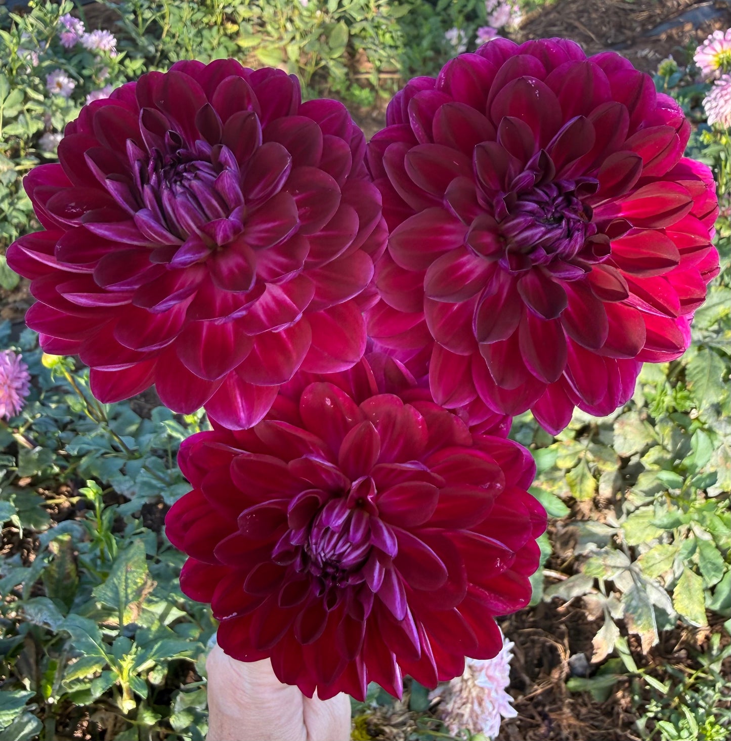 DAHLIA SANDIA BERTHA