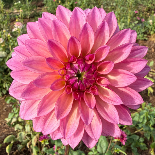 DAHLIA Stillwater becky