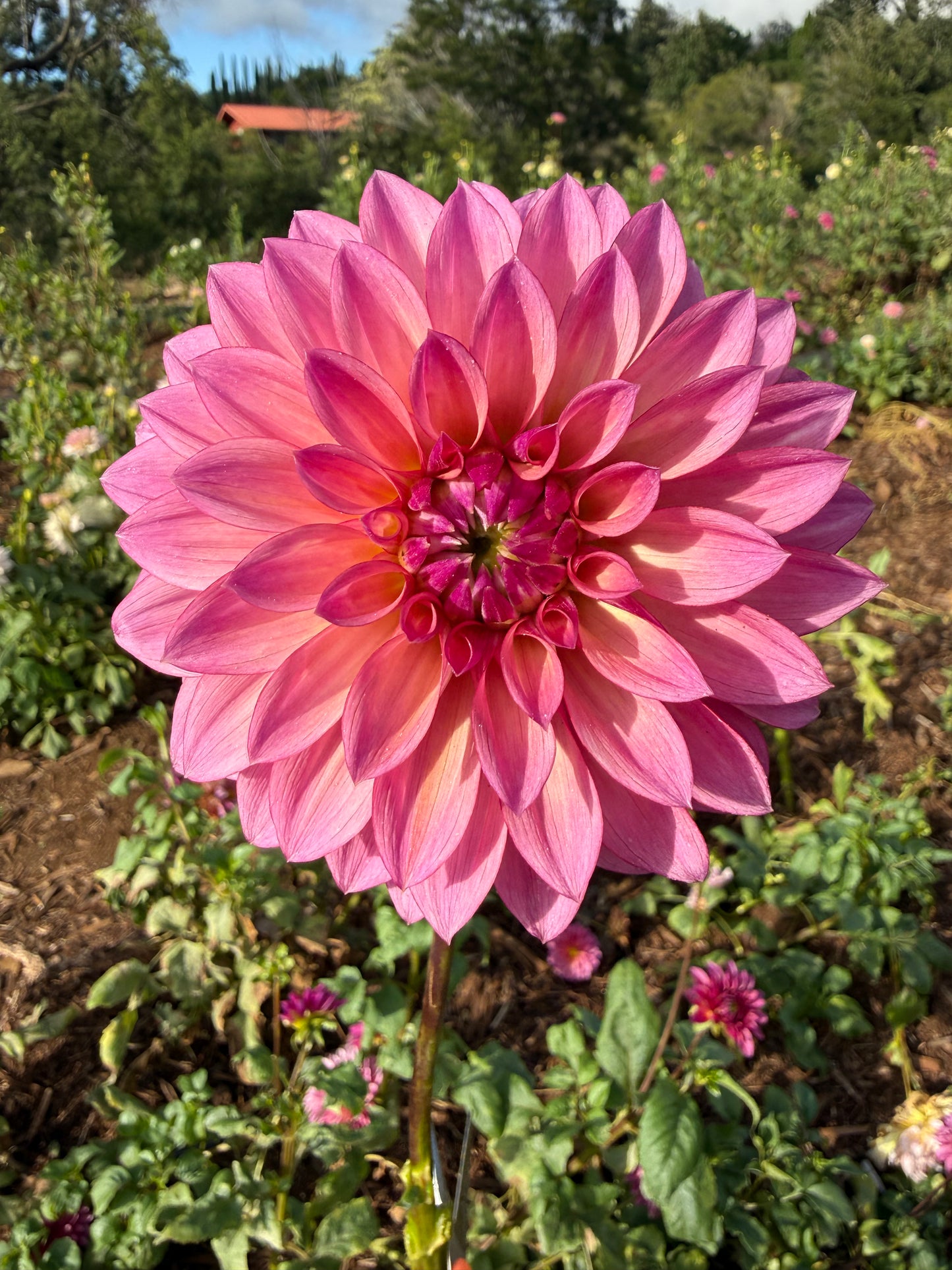DAHLIA Stillwater becky
