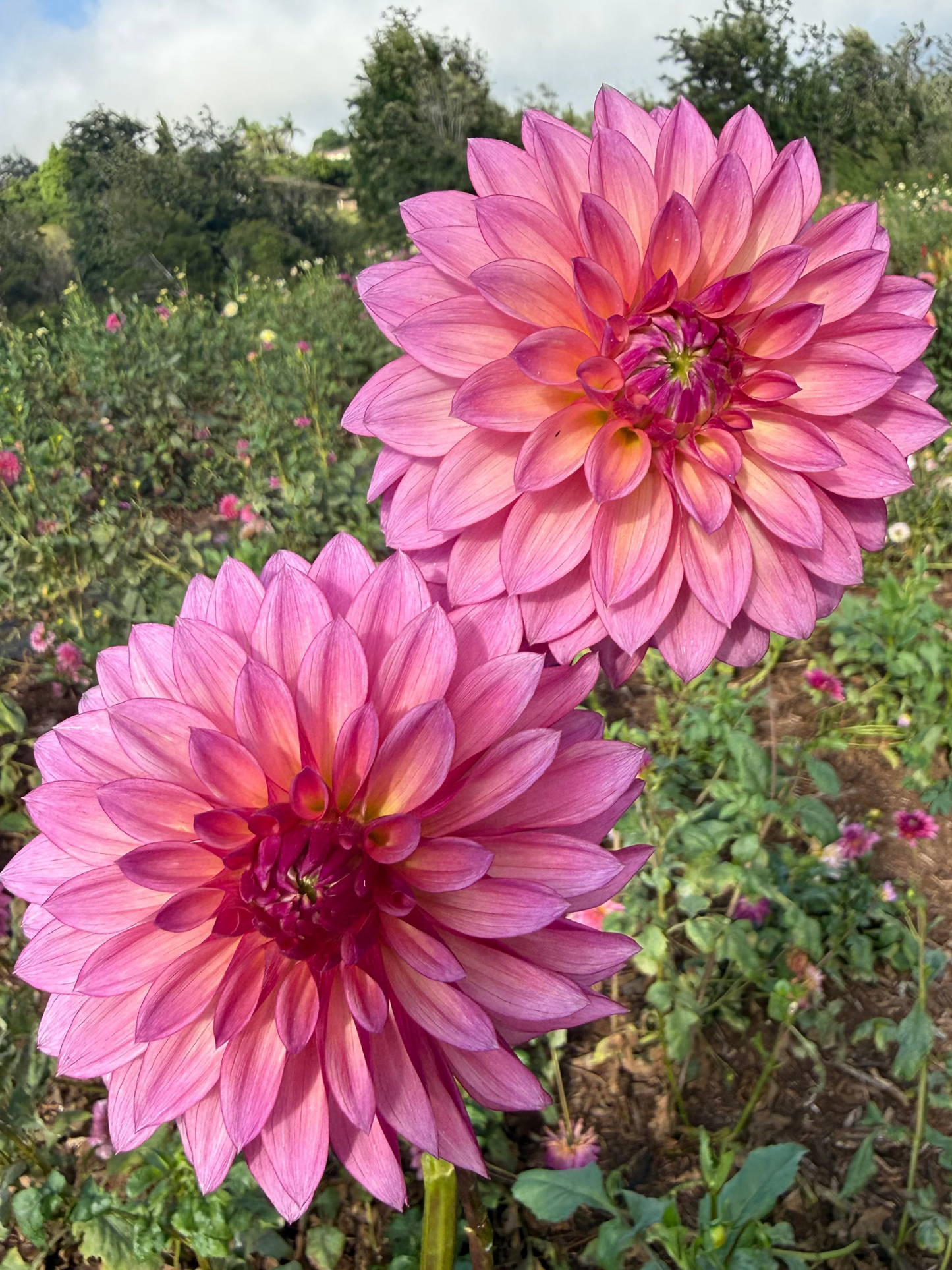 DAHLIA Stillwater becky