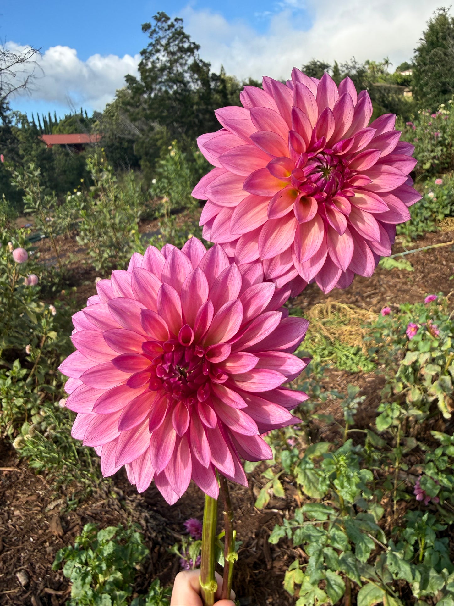 DAHLIA Stillwater becky