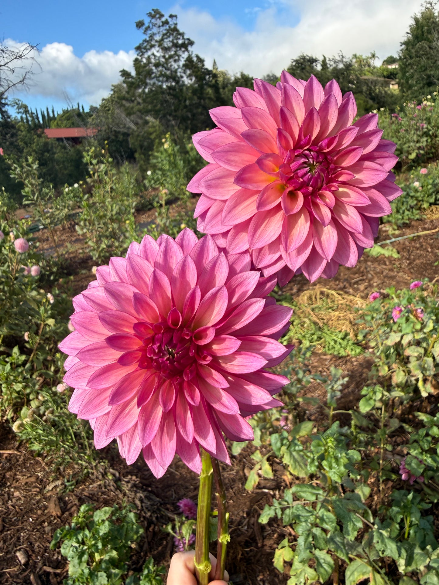DAHLIA Stillwater becky