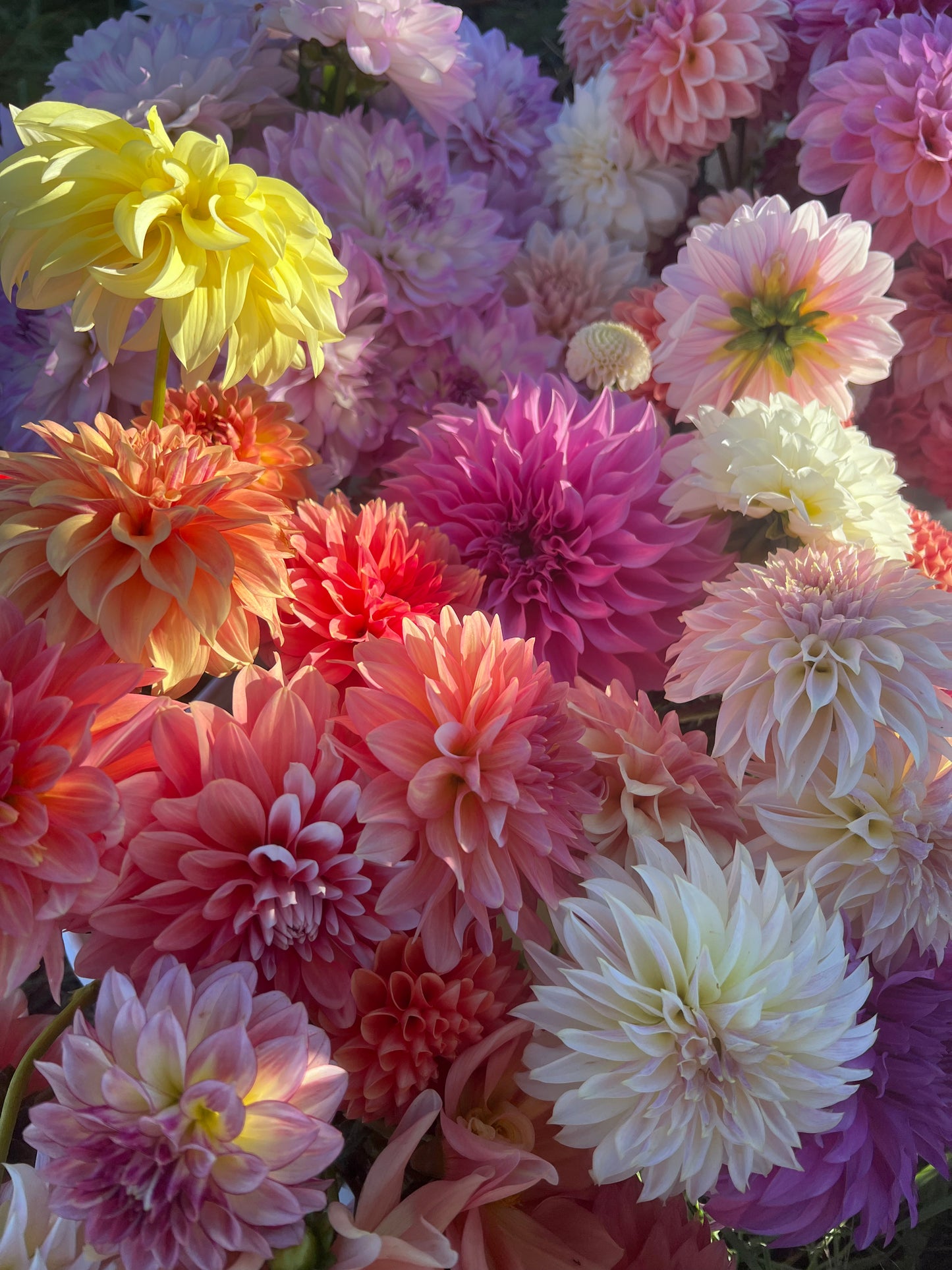 UNLABELED VARIETY DAHLIA TUBER