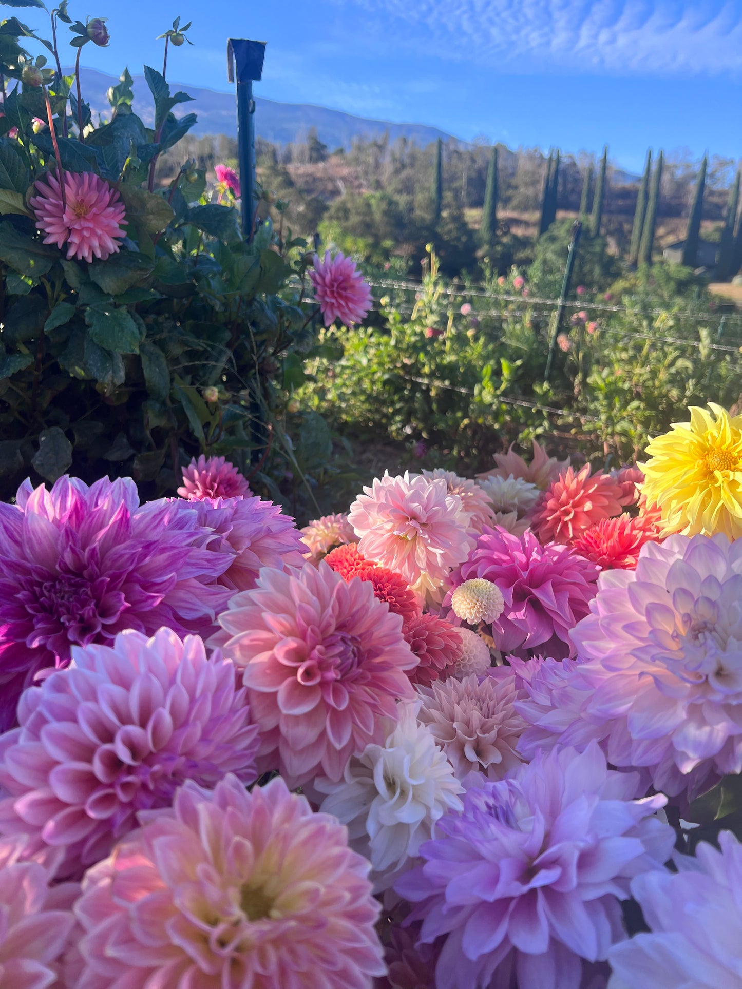 UNLABELED VARIETY DAHLIA TUBER