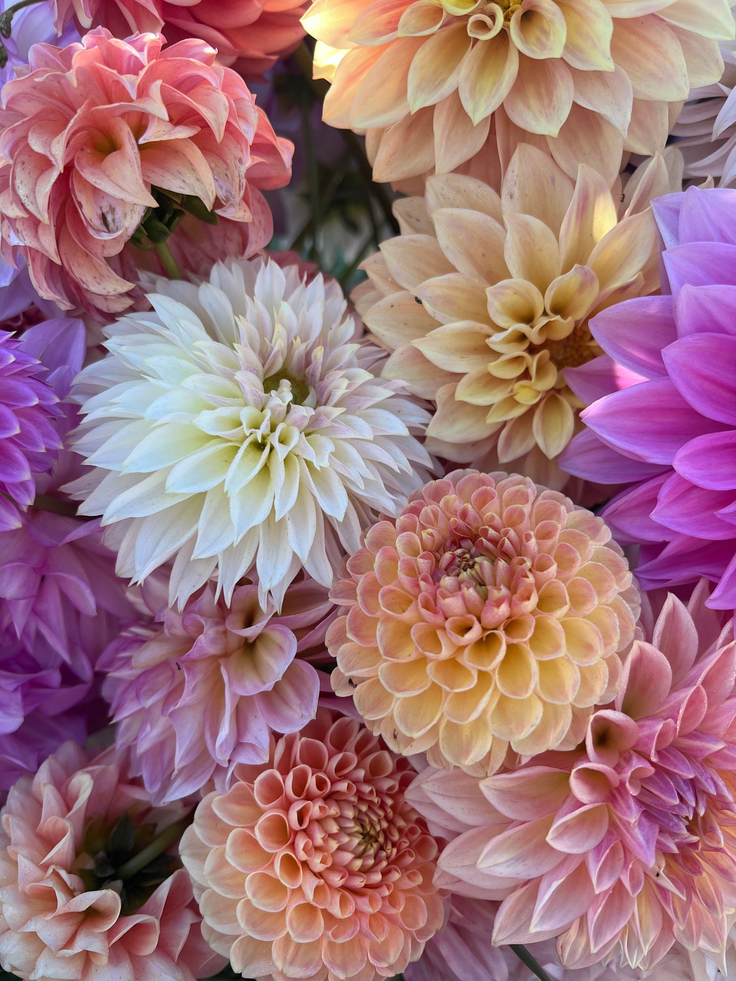 UNLABELED VARIETY DAHLIA TUBER