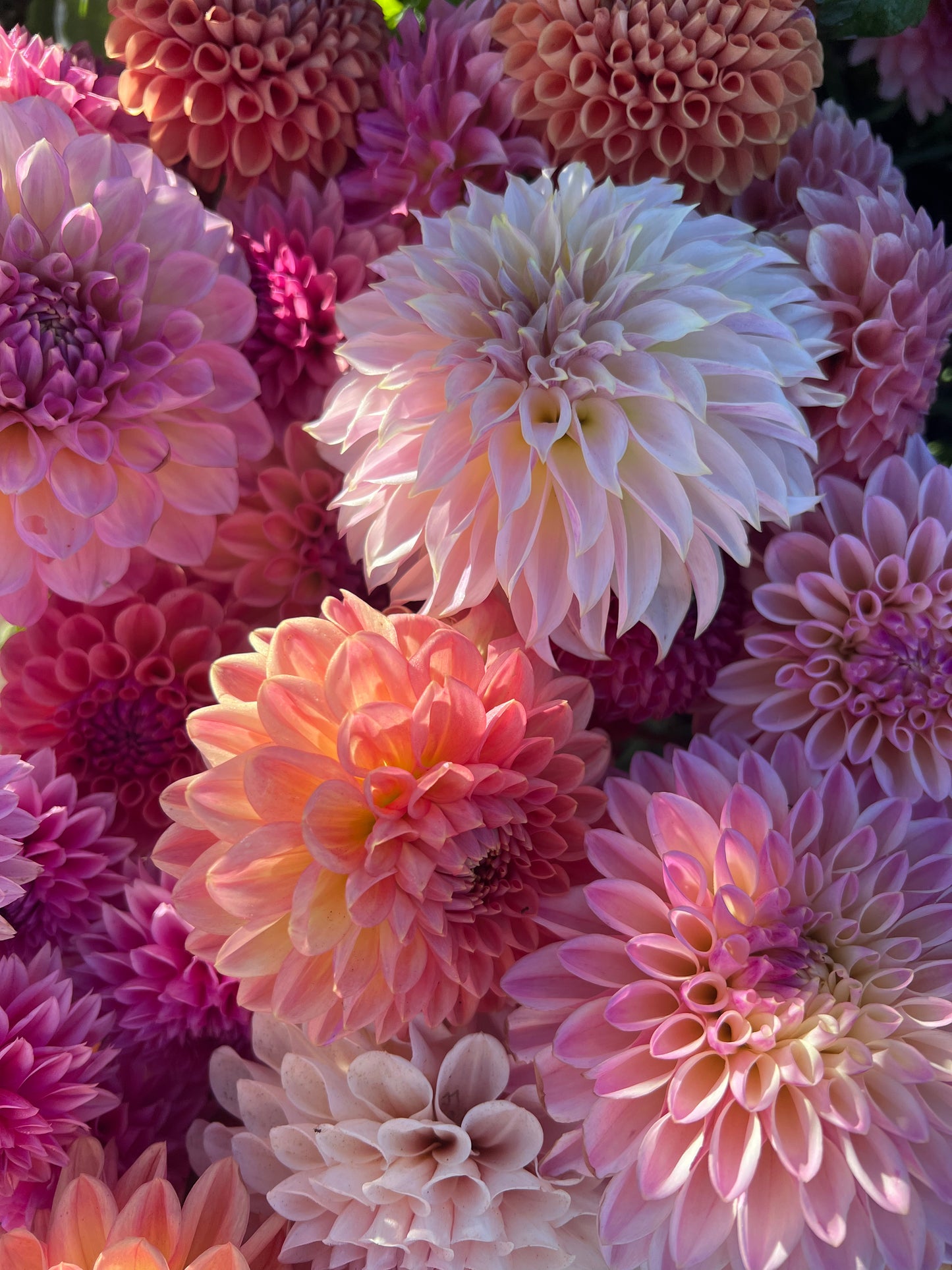 UNLABELED VARIETY DAHLIA TUBER