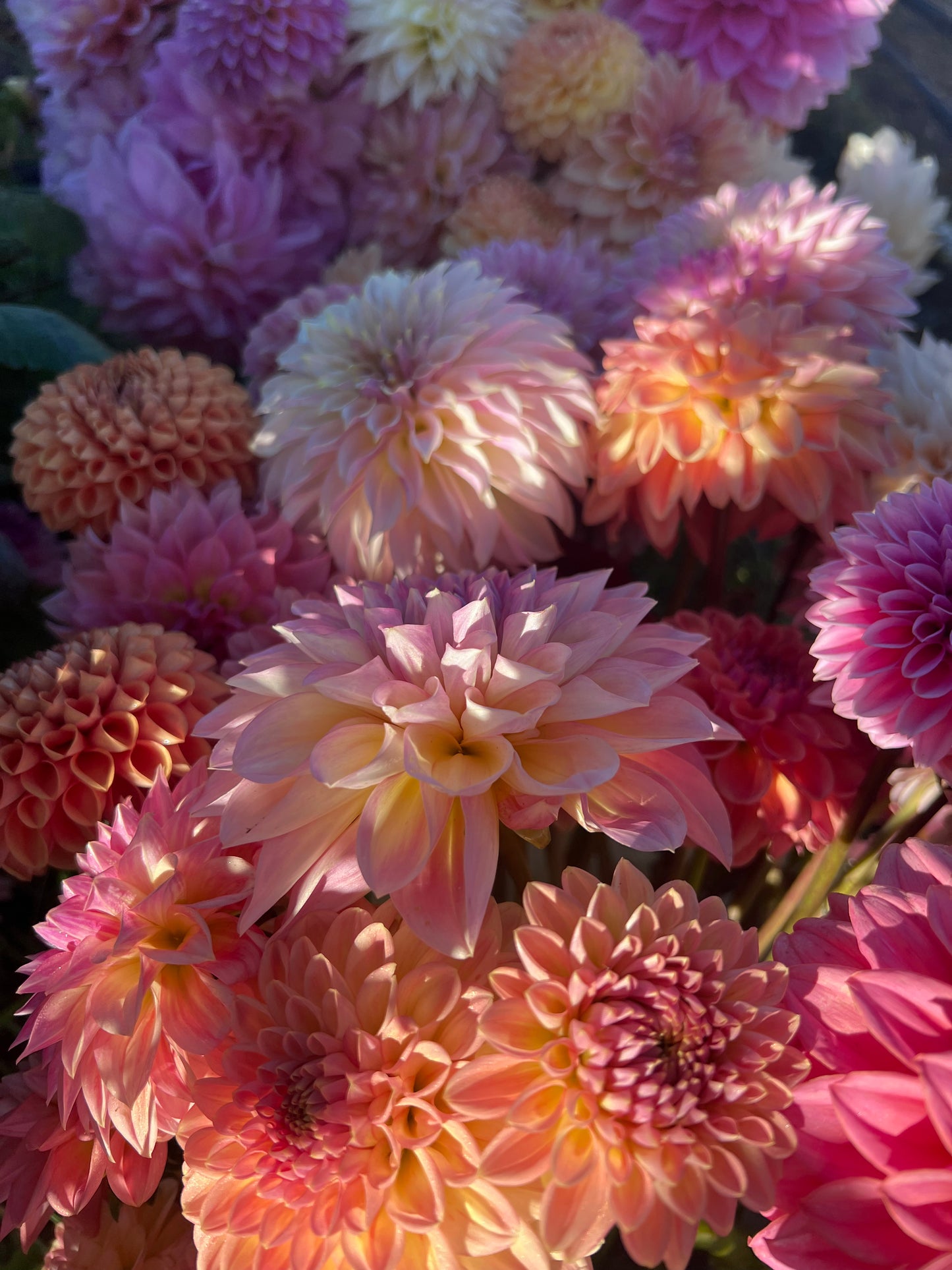 UNLABELED VARIETY DAHLIA TUBER