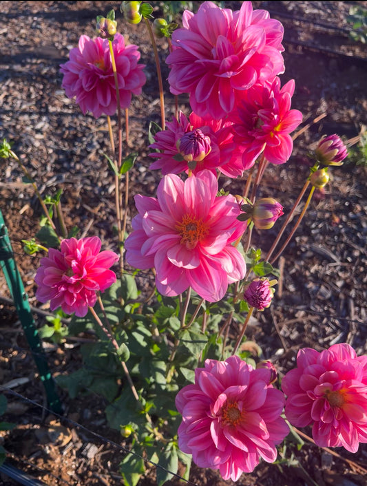 DAHLIA SOUTHERN BELLE