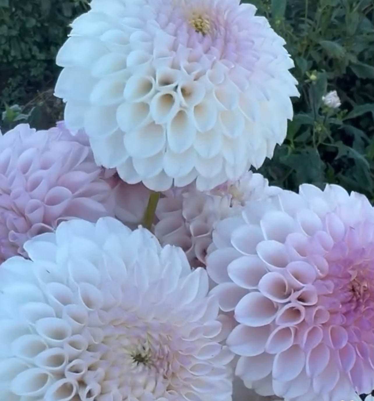 DAHLIA PINK PEARL