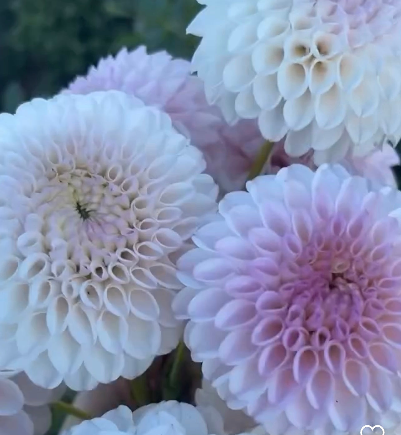 DAHLIA PINK PEARL