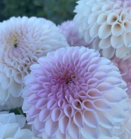 DAHLIA PINK PEARL