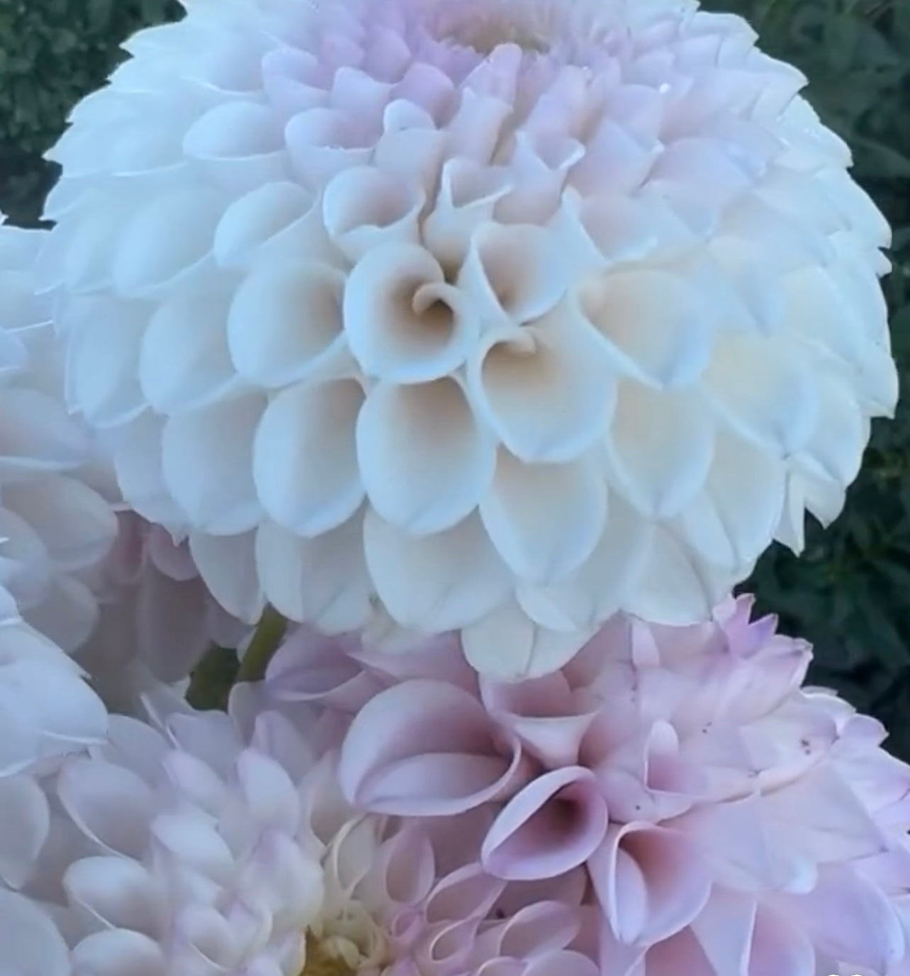 DAHLIA PINK PEARL