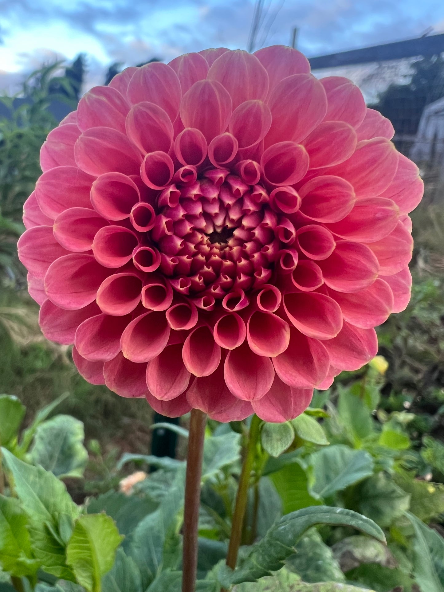 DAHLIA ROSE TOSCANO