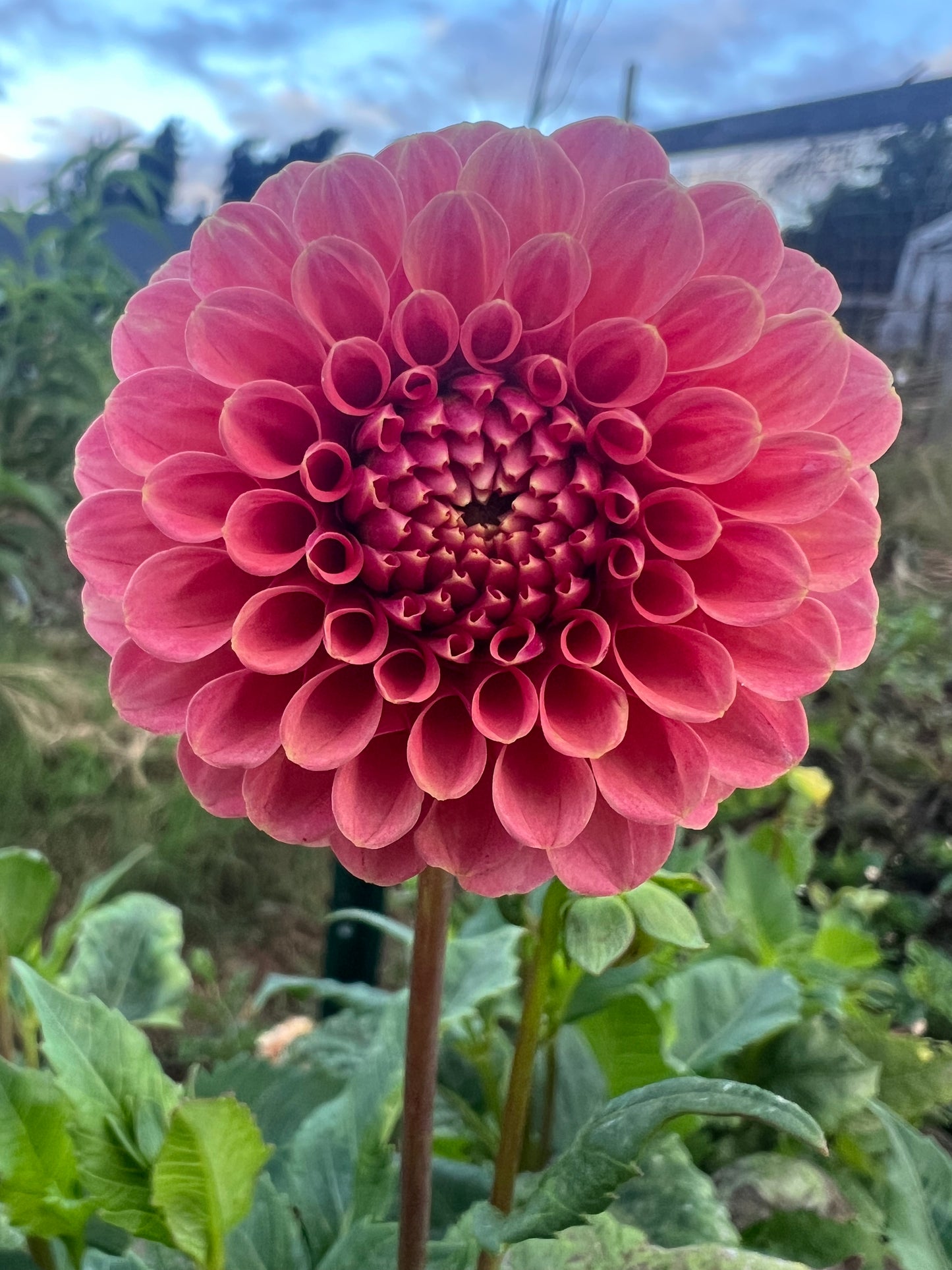 DAHLIA ROSE TOSCANO