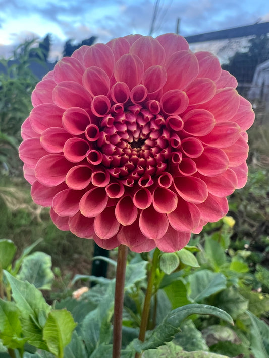 DAHLIA ROSE TOSCANO