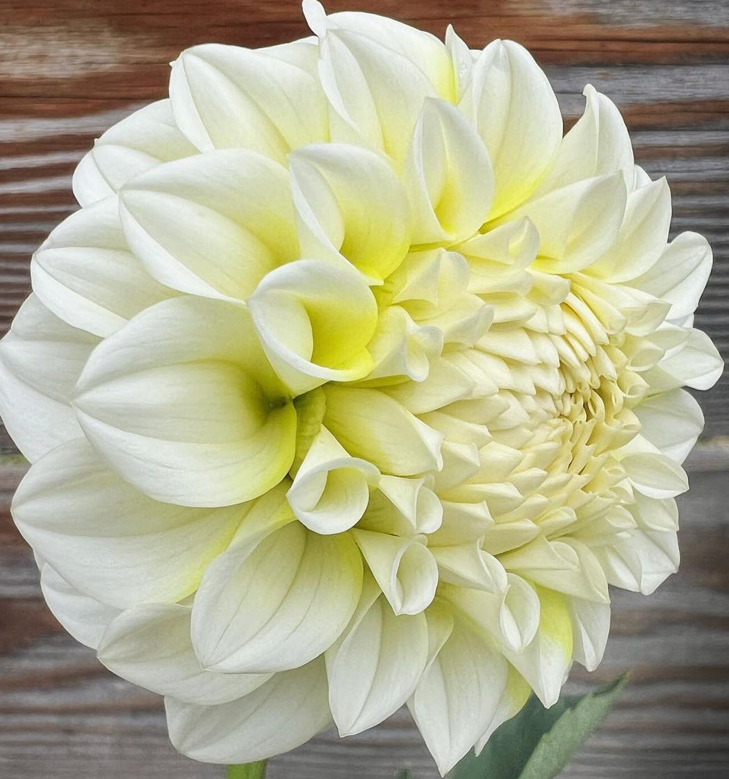 DAHLIA NEON YELLOW