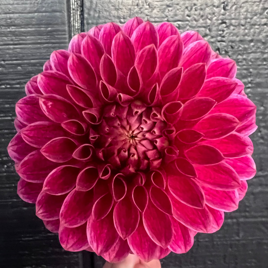 DAHLIA KA ROSIE JO