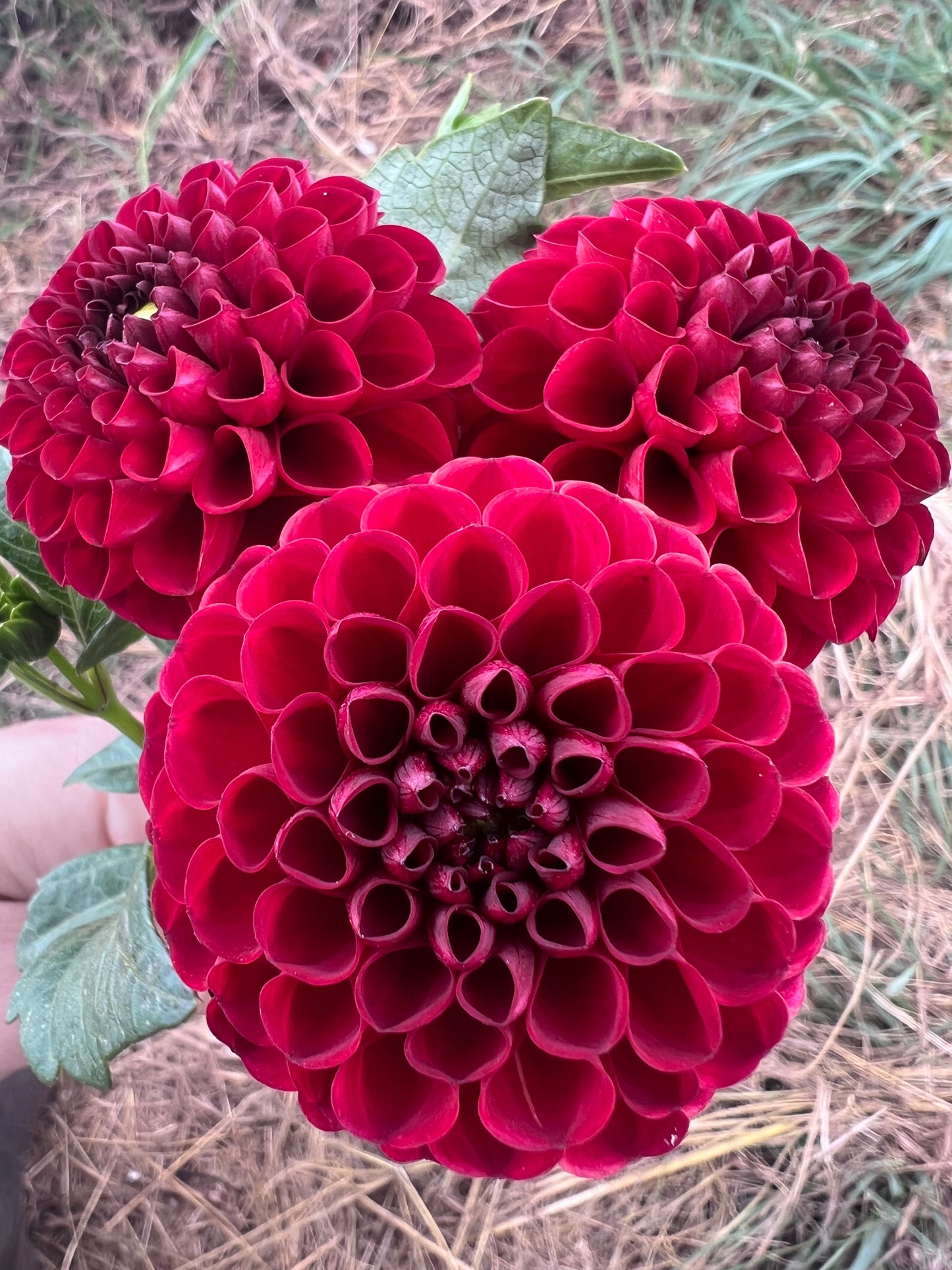 DAHLIA BLOOMQUIST PAUL JR