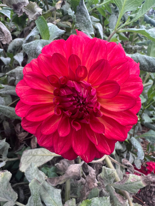 DAHLIA SALSA PICANTE