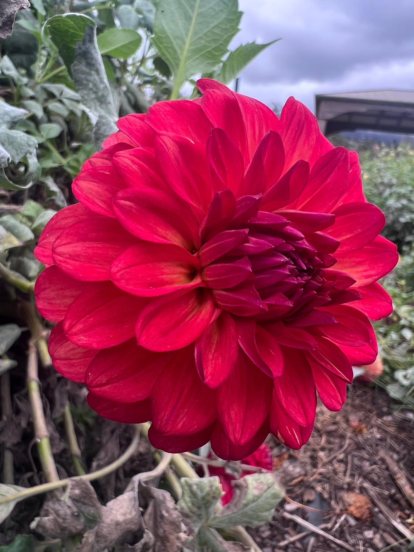 DAHLIA SALSA PICANTE