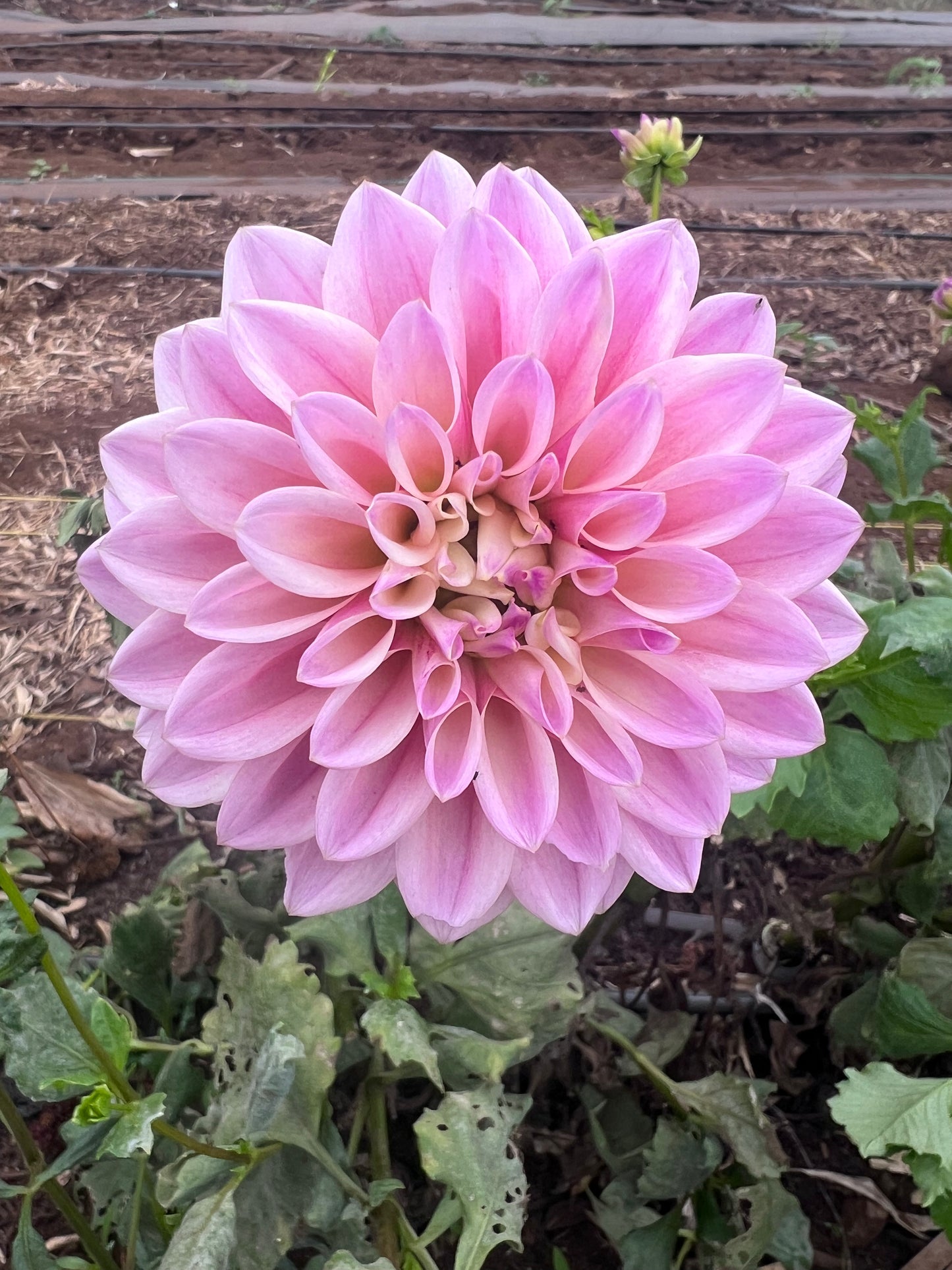 DAHLIA CORALIE