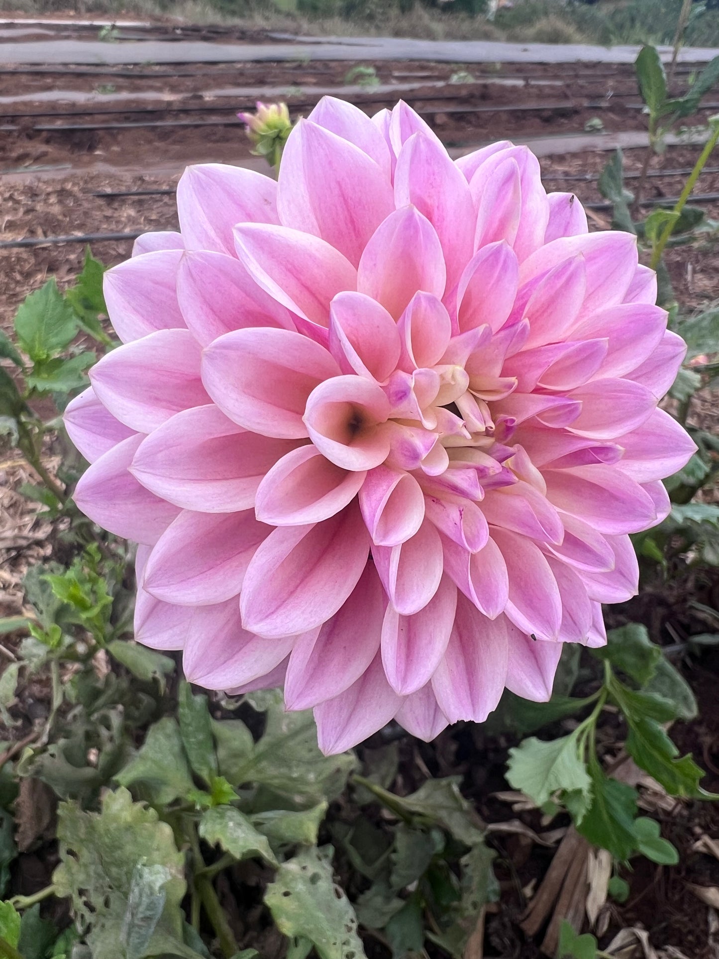 DAHLIA CORALIE