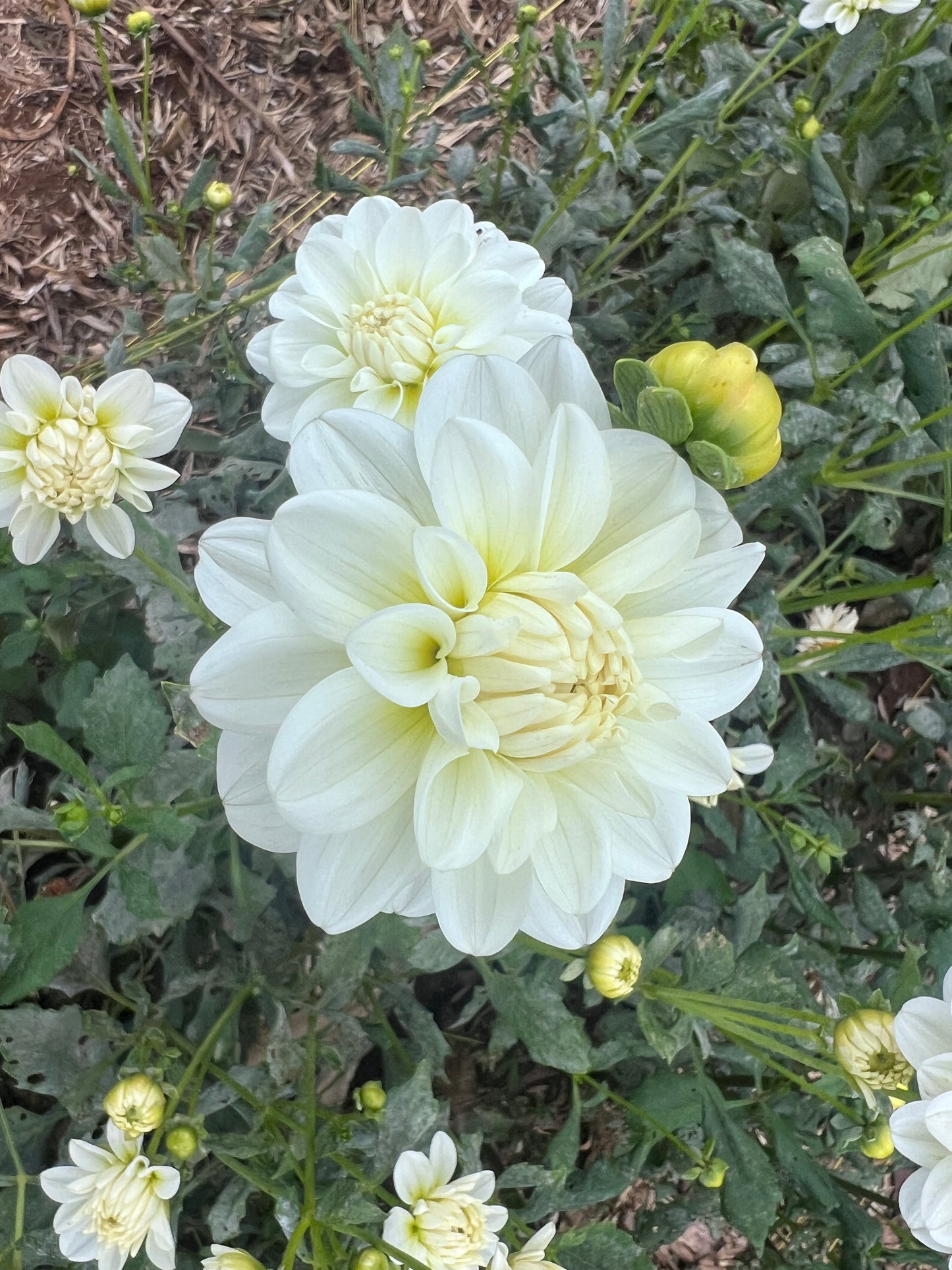 DAHLIA BRIDE TO BE