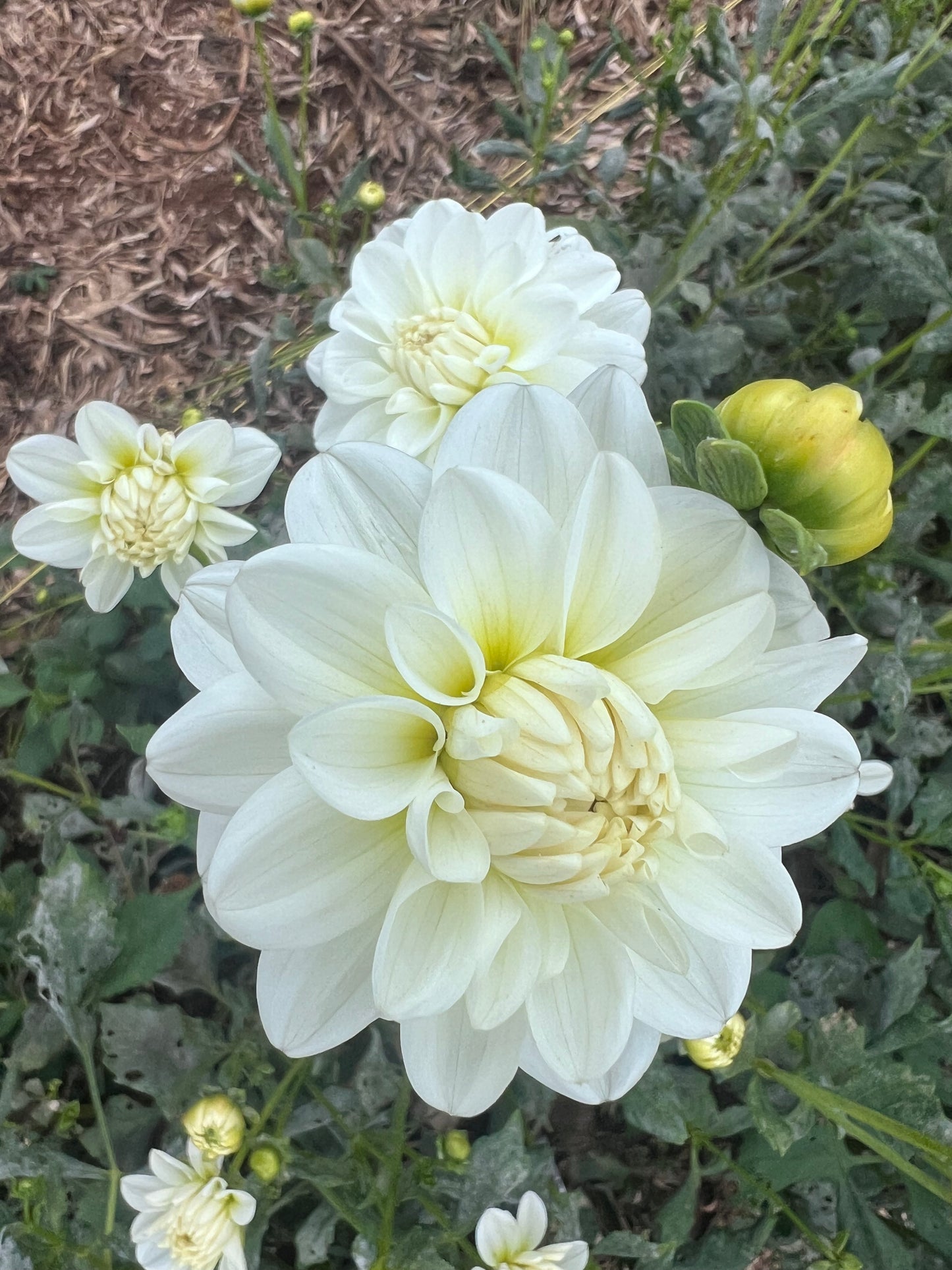 DAHLIA BRIDE TO BE