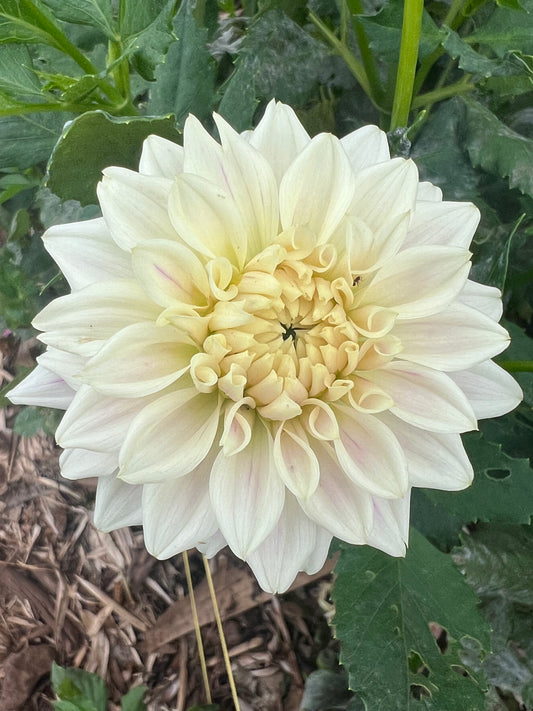 DAHLIA QUIET SPLENDOR