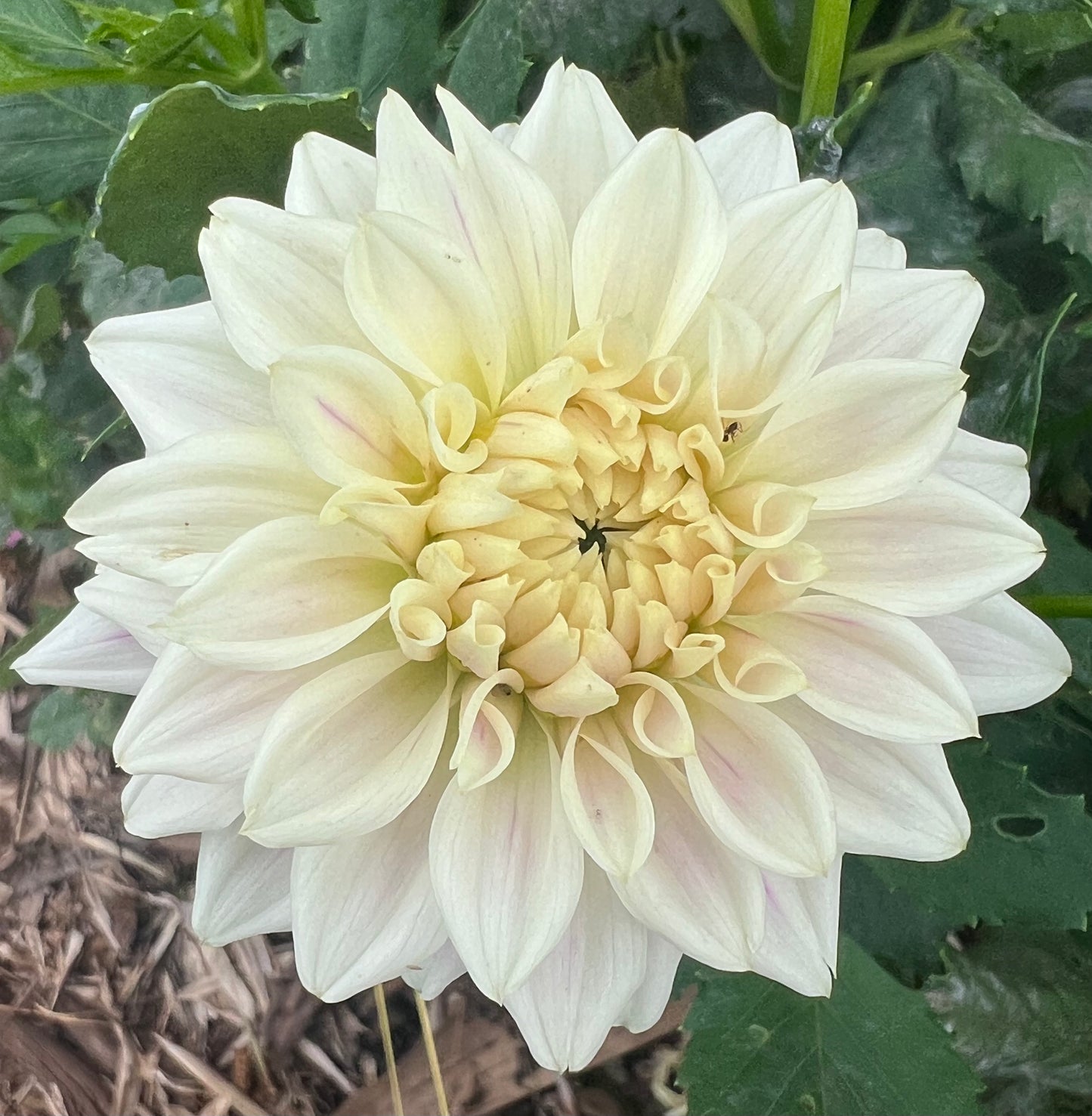 DAHLIA QUIET SPLENDOR