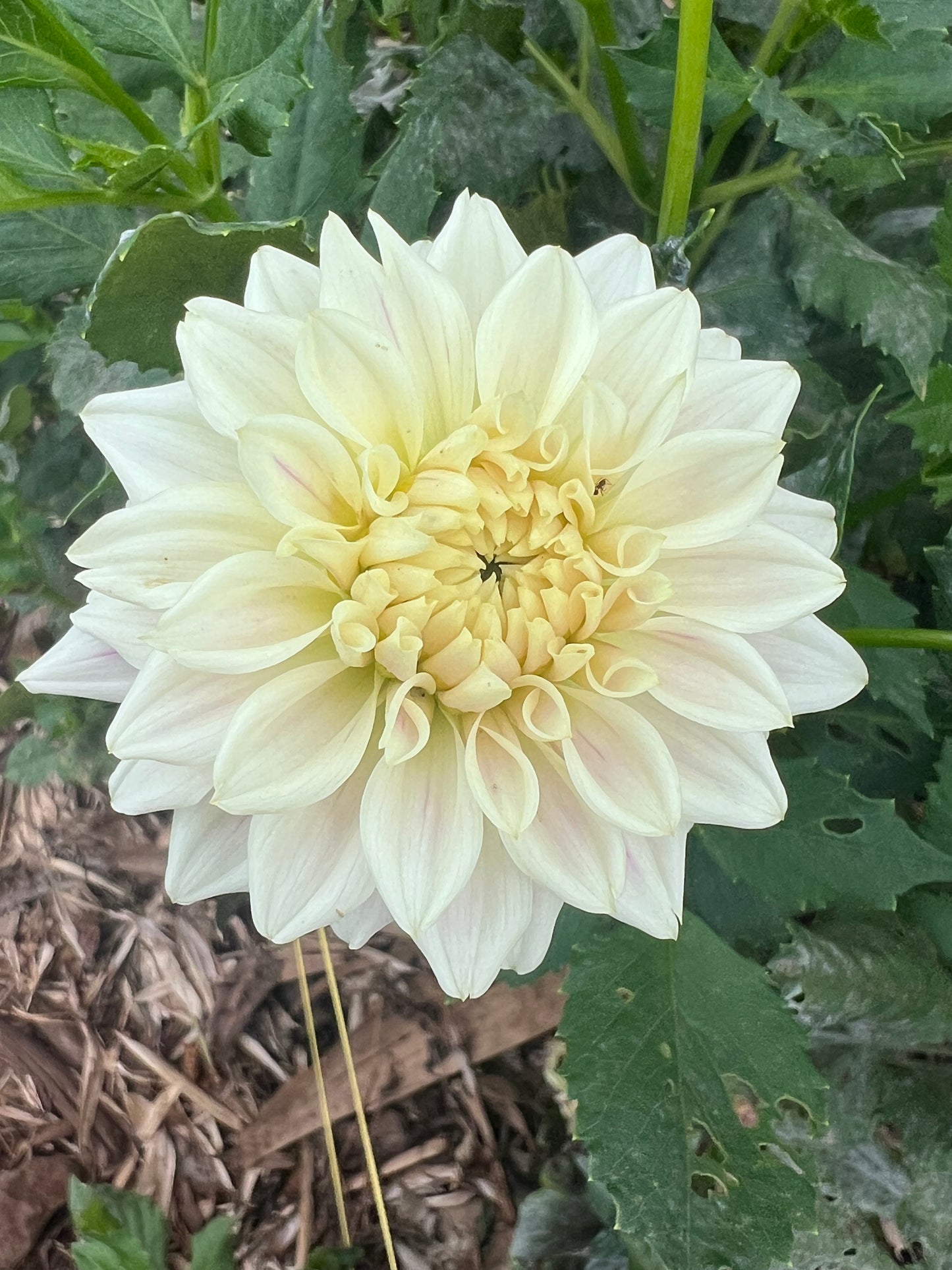 DAHLIA QUIET SPLENDOR