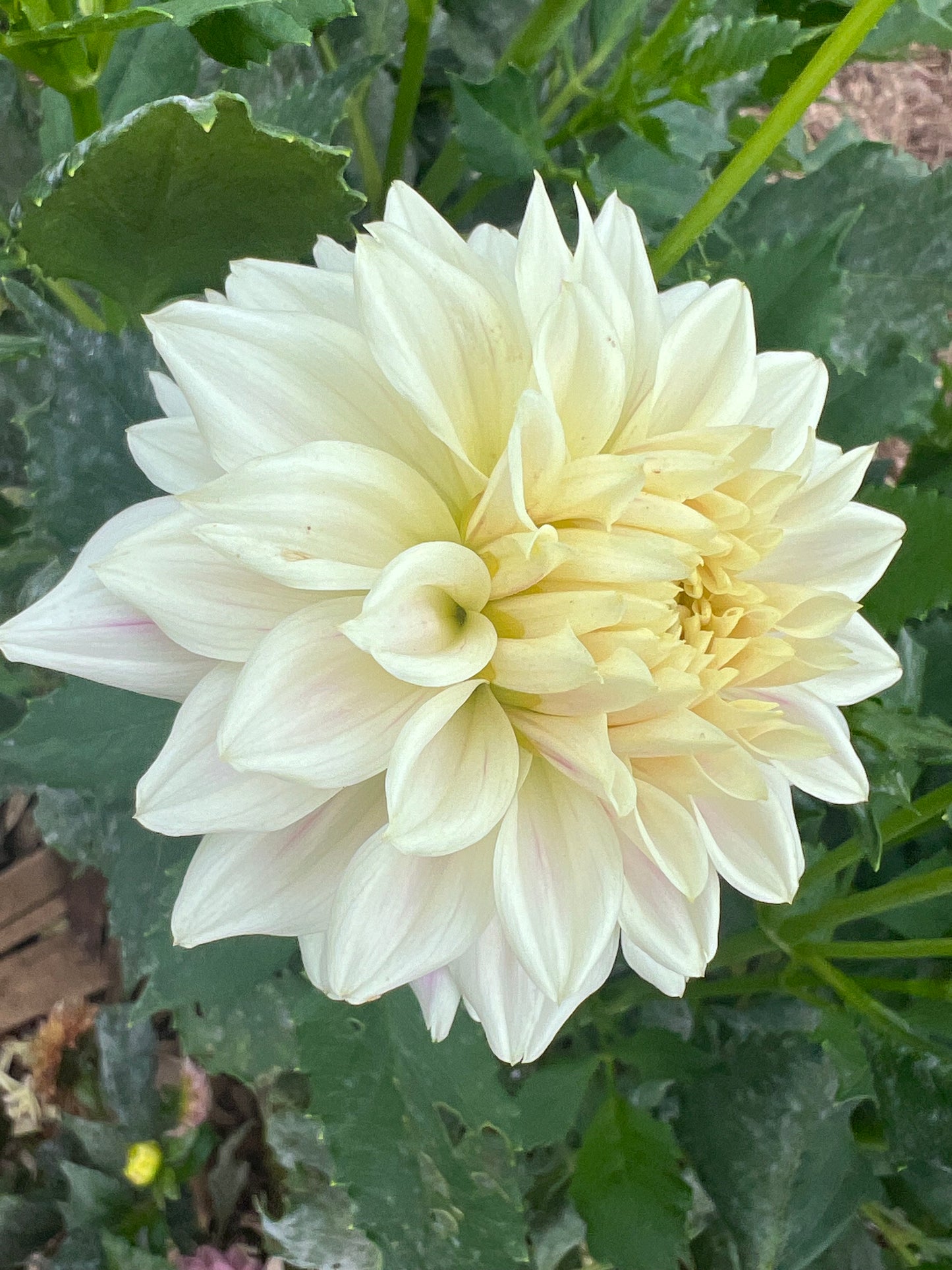 DAHLIA QUIET SPLENDOR