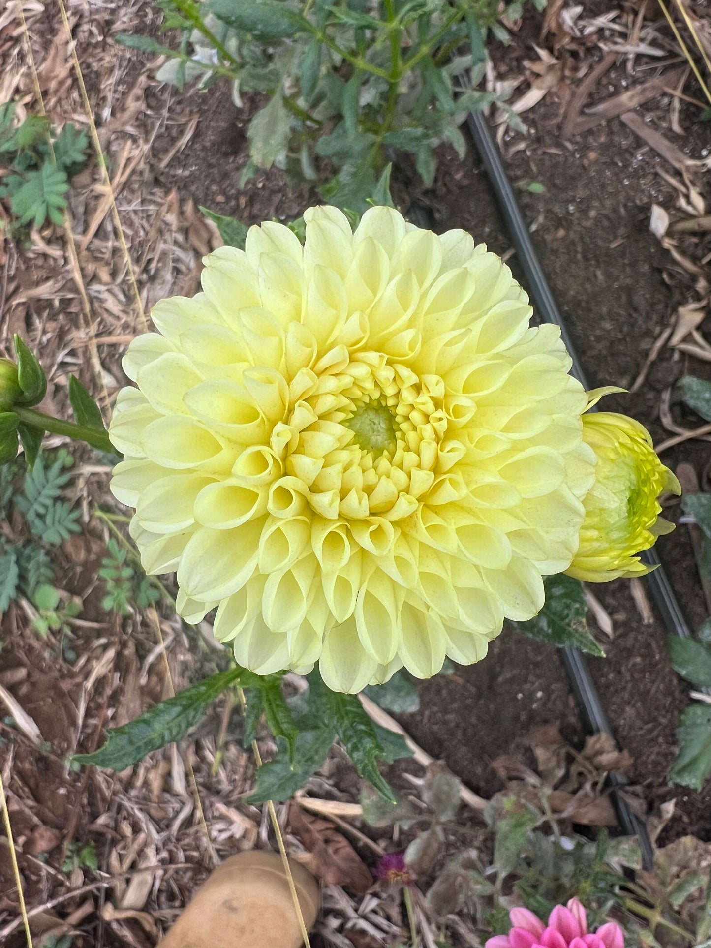 DAHLIA SKIPLEY MOONGLOW