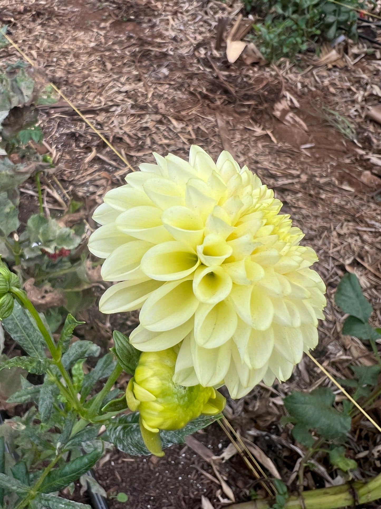 DAHLIA SKIPLEY MOONGLOW