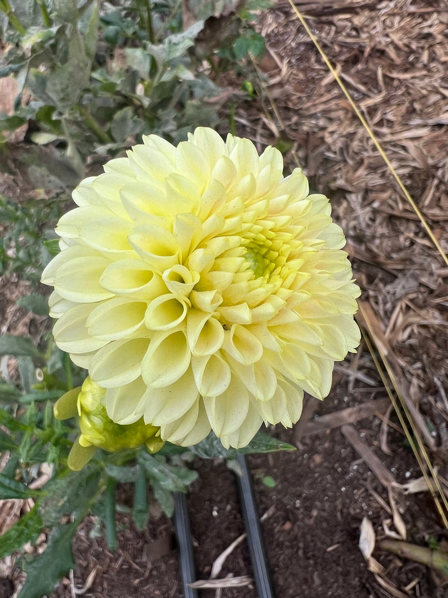 DAHLIA SKIPLEY MOONGLOW