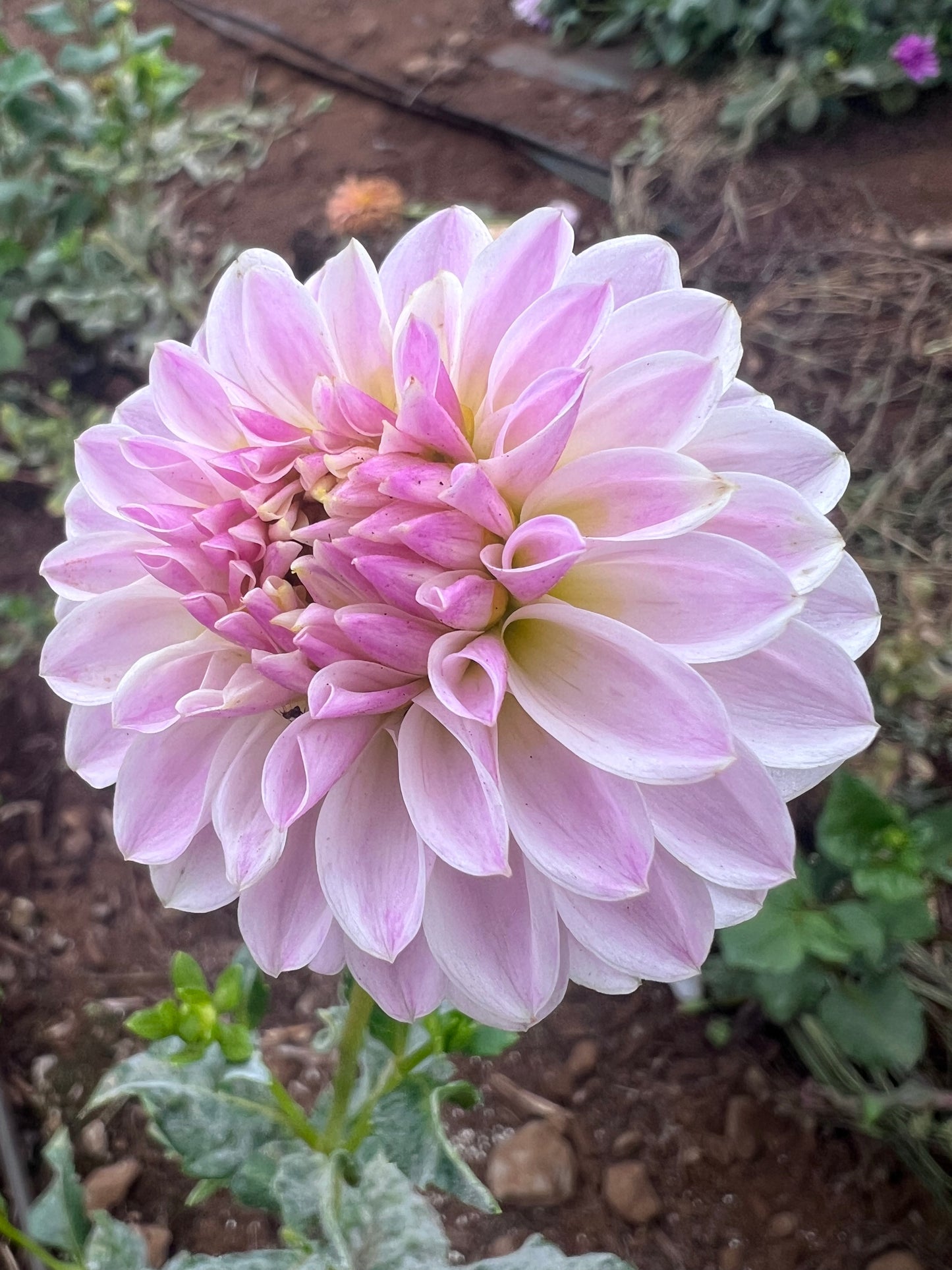 DAHLIA TAHOMA KELLI